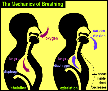 Guillaume Nery Breath Hold Time